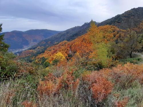 H(a)ver as Faias in มอนเตกาซ