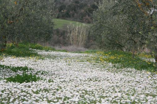 Locanda le Boscarecce