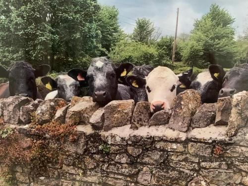 The Milking Sheds