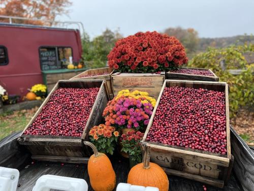 A charm Cape house centrally located close to everything that Cape code offers A charm Cape house centrally located close to everything that Cape code offers