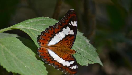 Bardia Kingfisher Resort in Bardiya