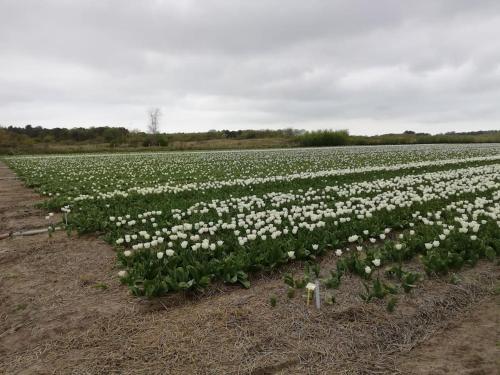 Cottage Egmond-Binnen met besloten tuin in Egmond-Binnen