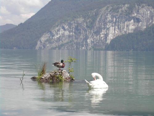 Landhaus Leitner am Wolfgangsee - image 6