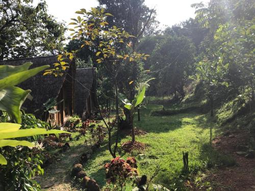 Sumatra Thomas Leaf Monkey Guesthouse & Jungle Trek Bukit Lawang