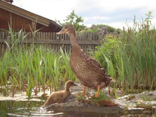 設施, 蘭曾包爾度假屋 (Ferienhaus Lenzenbauer) in 哈爾旺