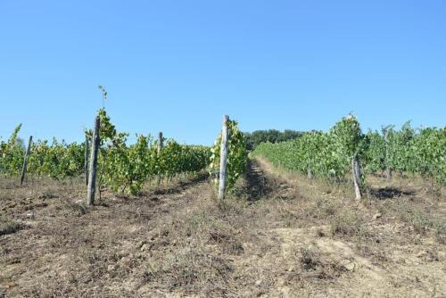 Agriturismo Fattoria di Statiano