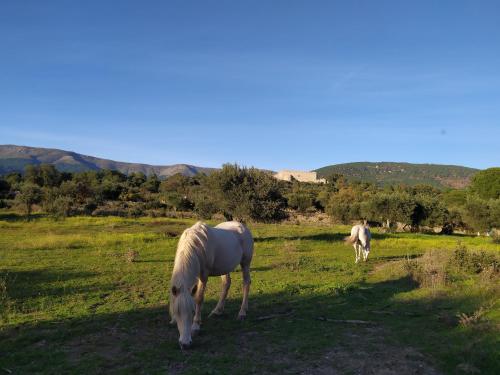 周邊環境, La Encina del Abuelo in 拉德拉達