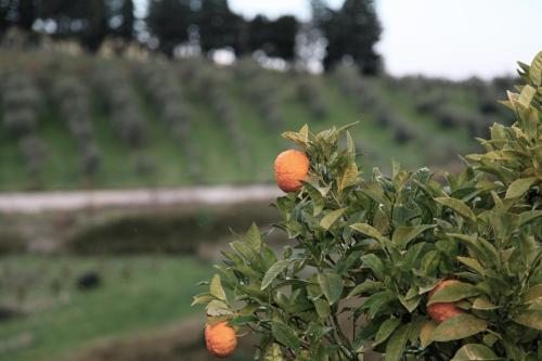 Tenuta Agrituristica Castellesi