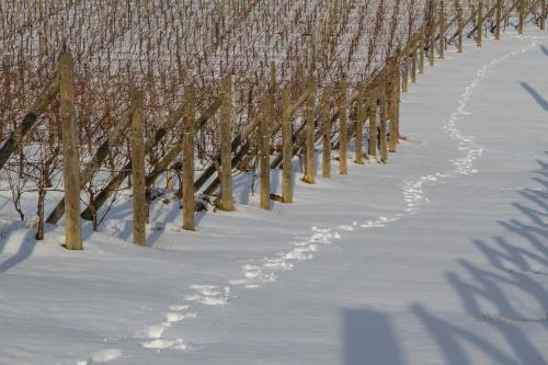 Il Roncal Wine Resort - image 10