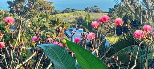 Gwadakaz in Sainte Rose