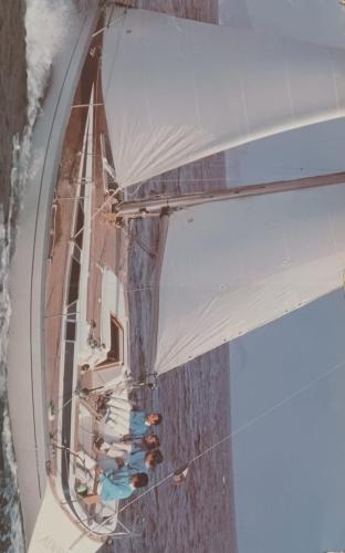 Albatros