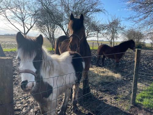 Het Tinkerparadijs, paarden, rust en ruimte.