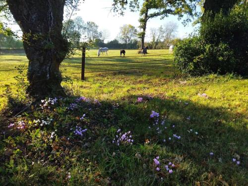 Apkārtne, Maison de campagne au cœur d'un élevage de poneys connemara (Maison de campagne au cœur d'un elevage de poneys connemara) in Le Landreau
