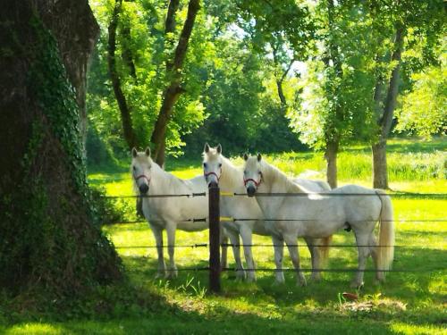 Maison de campagne au cœur d'un élevage de poneys connemara (Maison de campagne au cœur d'un elevage de poneys connemara) in Le Landreau