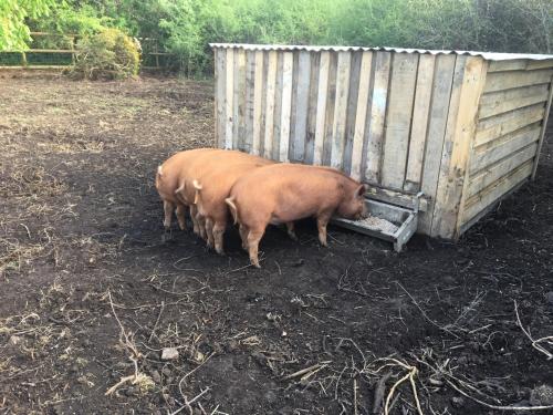 Higher Trenear Farm B&B