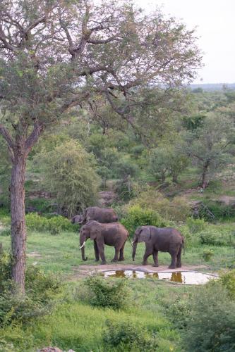 Sausage Tree Safari Camp photo 2