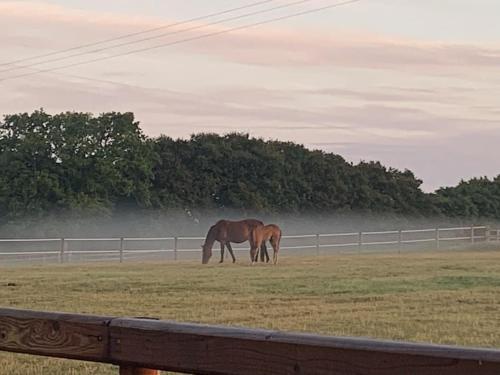 The Paddocks - Spacious annexe with rural outlook. - Apartment - Wareham