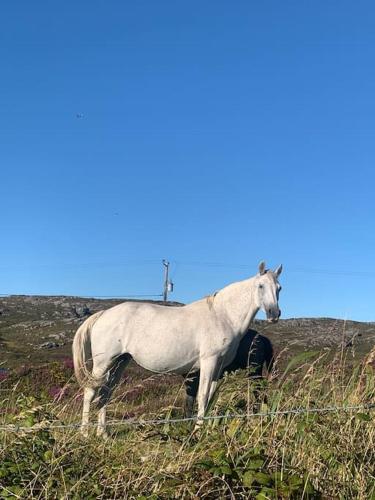 Mary’s Seaview Clifden