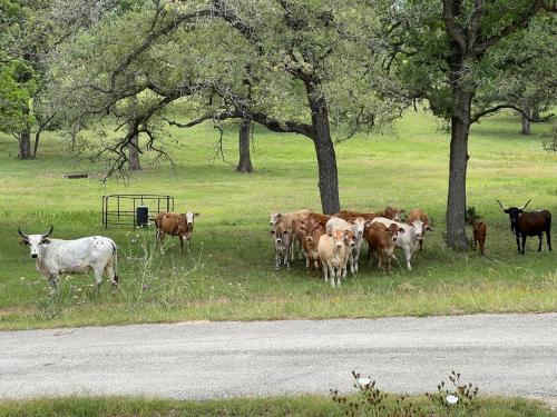 Magnificent 90-acre Texas Ranch Estate On San Marcos River - 5 Bedrooms - Newly Renovated & Professionally Furnished 9t Ranch By Boutiq