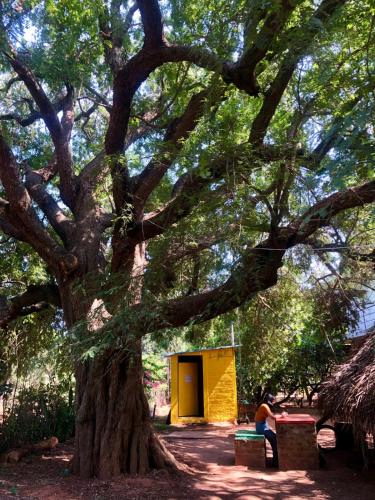 Garden, Travellers Tribe by LiveLEhood Habitat in Auroville