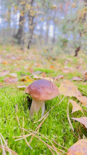 Ośrodek Wypoczynkowy KROPELKA (Osrodek Wypoczynkowy KROPELKA) in Jedlanka Stara
