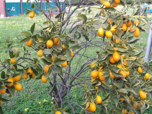 Agriturismo Il Gelsomino Ritrovato - image 3