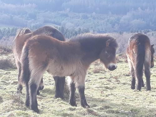 Montrose Guest House - image 3
