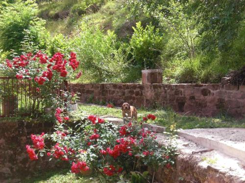 Domaine de Jouani gîte à louer Sébrazac