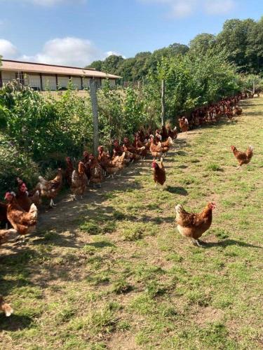 Au pré des Alizés - insolite à la ferme des Alizés