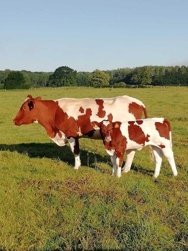 Au pré des Alizés - insolite à la ferme des Alizés