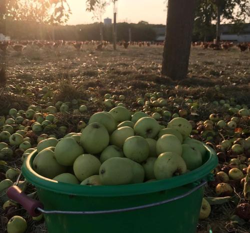 Au pré des Alizés - insolite à la ferme des Alizés