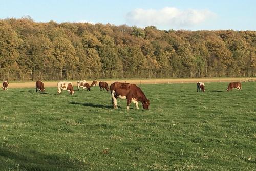 Au pré des Alizés - insolite à la ferme des Alizés