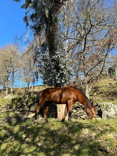 Aldea Couso Rural