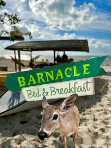 Barnacle Bed and Breakfast