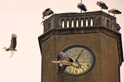 La Torre del Dr. Pont. Nature and entertainment.