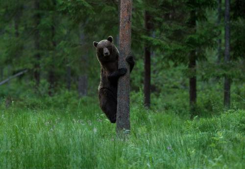 . Bear Watching Hide of Alutaguse