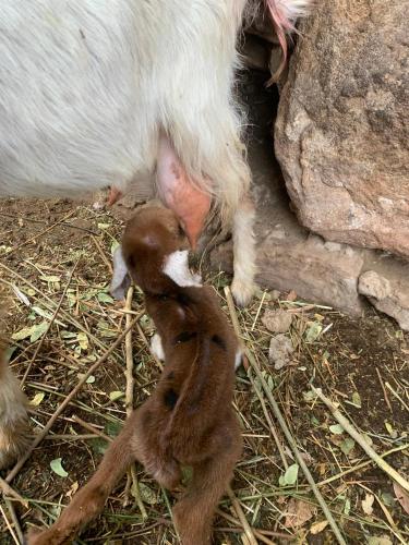 Nubian Farm Aswan