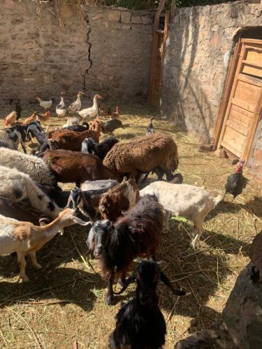 Nubian Farm Aswan