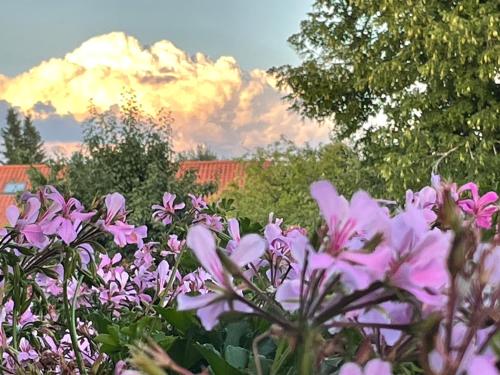 tuin, Ferienwohnungen Familie Sappl in Egling