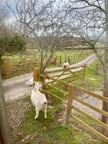 Lowgingerfield Shepherd Hut in Aske