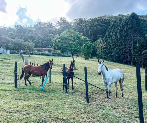 Cabin by the forest & Horses at your window