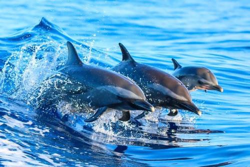 Serenity by RealJoy Vacations - image 11