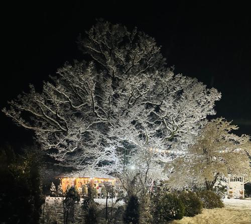 Guesthouse Kamelia in Martvili