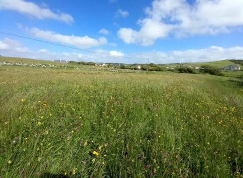 Wild Meadow Huts