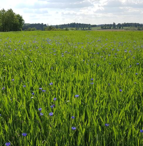 Surrounding environment, Apartment Curly in Scheyern