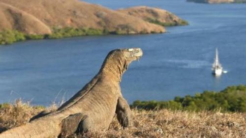 sharing trip Komodo