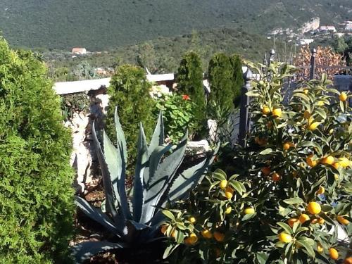 สวน, Villa Mirista in มิริสตา