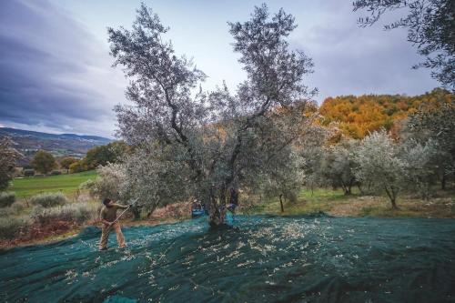 Навколишнє середовище, Agriturismo Bellofatto in Нуско