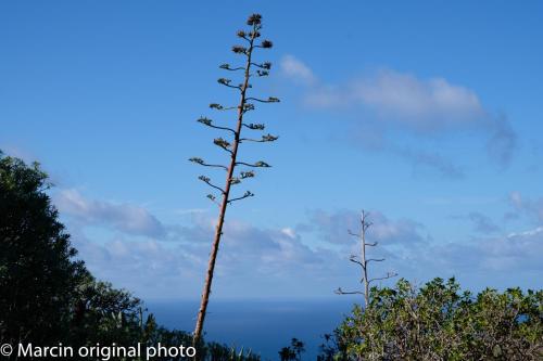 Tenerife lizards - duplex in the first line