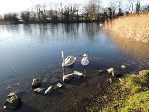 Sally's Garden, , County Down